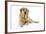 Yellow Labrador Lying Down-null-Framed Photographic Print