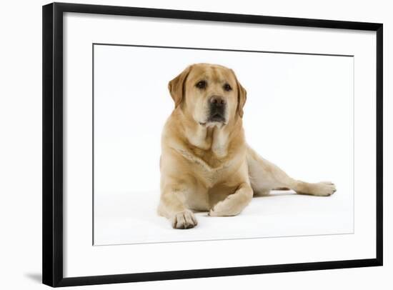 Yellow Labrador Lying Down-null-Framed Photographic Print