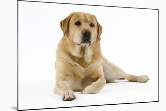 Yellow Labrador Lying Down-null-Mounted Photographic Print
