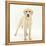 Yellow Labrador Puppy, 5 Months, Standing-Mark Taylor-Framed Premier Image Canvas