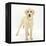 Yellow Labrador Puppy, 5 Months, Standing-Mark Taylor-Framed Premier Image Canvas