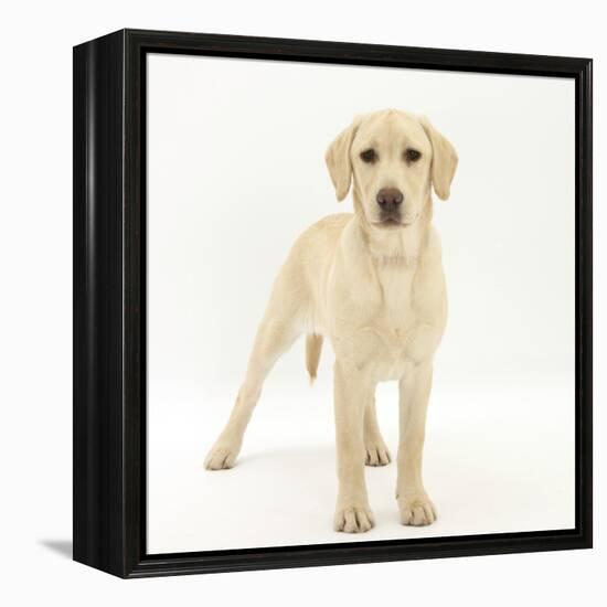 Yellow Labrador Puppy, 5 Months, Standing-Mark Taylor-Framed Premier Image Canvas