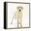 Yellow Labrador Puppy, 5 Months, Standing-Mark Taylor-Framed Premier Image Canvas