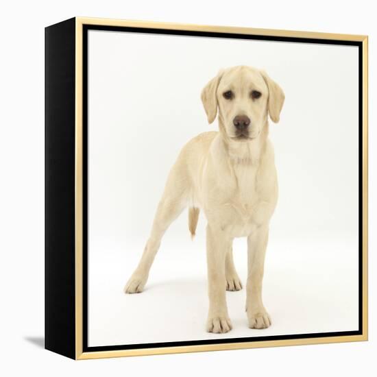 Yellow Labrador Puppy, 5 Months, Standing-Mark Taylor-Framed Premier Image Canvas