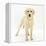 Yellow Labrador Puppy, 5 Months, Standing-Mark Taylor-Framed Premier Image Canvas