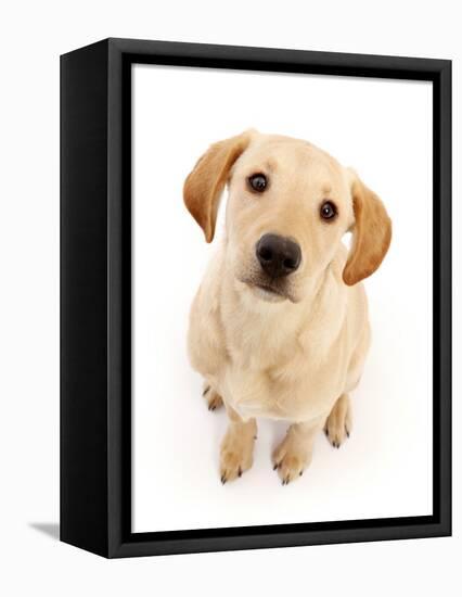 Yellow Labrador puppy, aged 4 months-Mark Taylor-Framed Premier Image Canvas