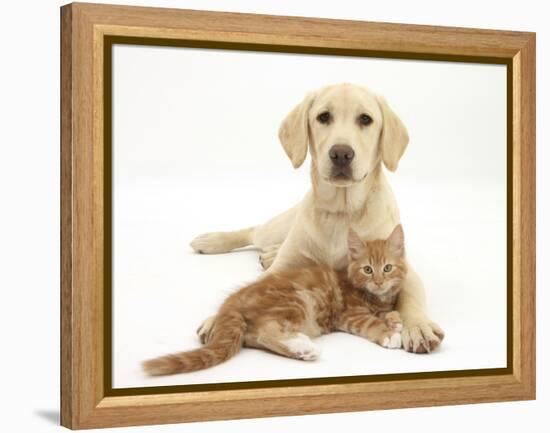 Yellow Labrador Puppy and Ginger Kitten-Mark Taylor-Framed Premier Image Canvas
