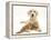 Yellow Labrador Puppy and Ginger Kitten-Mark Taylor-Framed Premier Image Canvas