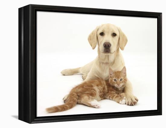 Yellow Labrador Puppy and Ginger Kitten-Mark Taylor-Framed Premier Image Canvas