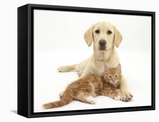 Yellow Labrador Puppy and Ginger Kitten-Mark Taylor-Framed Premier Image Canvas