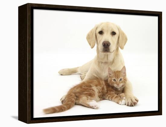 Yellow Labrador Puppy and Ginger Kitten-Mark Taylor-Framed Premier Image Canvas