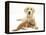 Yellow Labrador Puppy and Ginger Kitten-Mark Taylor-Framed Premier Image Canvas