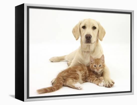 Yellow Labrador Puppy and Ginger Kitten-Mark Taylor-Framed Premier Image Canvas