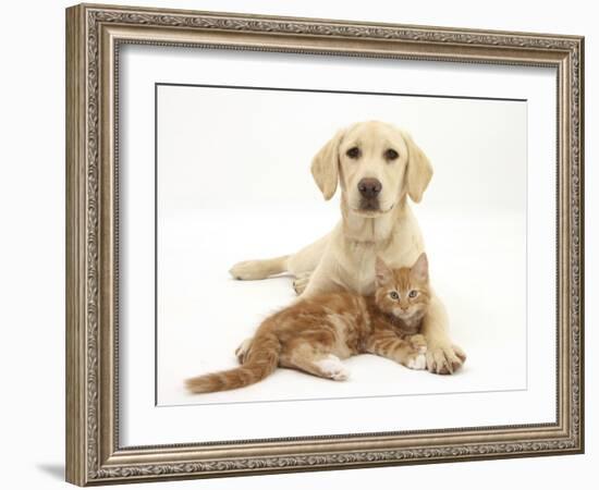 Yellow Labrador Puppy and Ginger Kitten-Mark Taylor-Framed Photographic Print