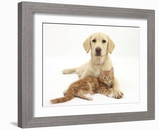 Yellow Labrador Puppy and Ginger Kitten-Mark Taylor-Framed Photographic Print