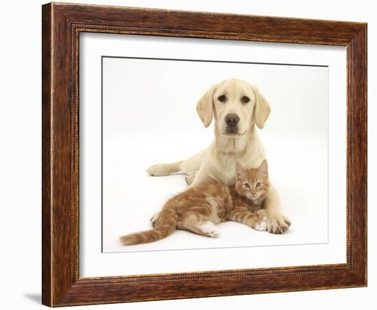 Yellow Labrador Puppy and Ginger Kitten-Mark Taylor-Framed Photographic Print