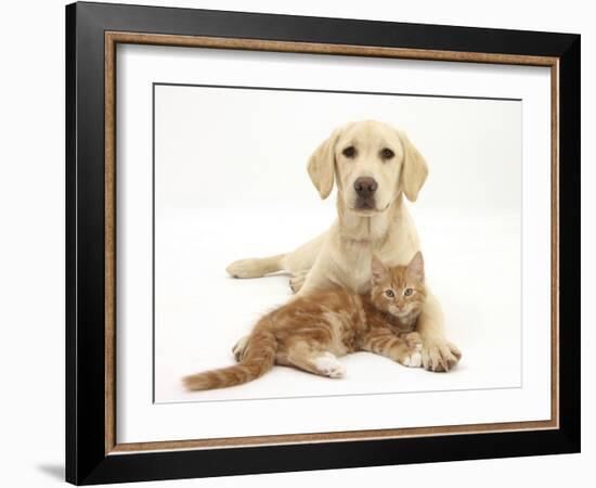 Yellow Labrador Puppy and Ginger Kitten-Mark Taylor-Framed Photographic Print