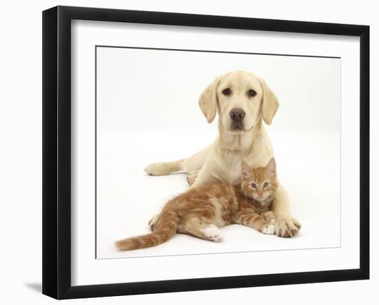 Yellow Labrador Puppy and Ginger Kitten-Mark Taylor-Framed Photographic Print