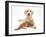 Yellow Labrador Puppy and Ginger Kitten-Mark Taylor-Framed Photographic Print