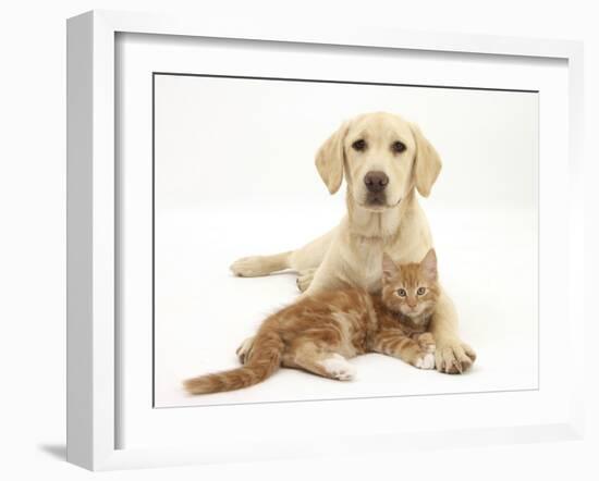 Yellow Labrador Puppy and Ginger Kitten-Mark Taylor-Framed Photographic Print