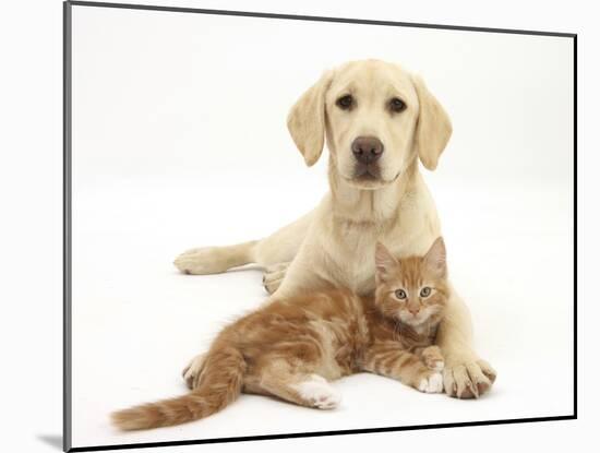 Yellow Labrador Puppy and Ginger Kitten-Mark Taylor-Mounted Photographic Print