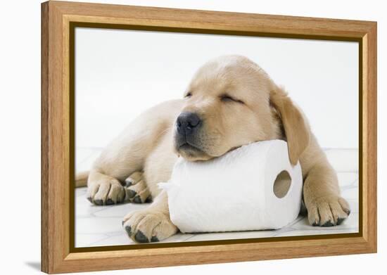 Yellow Labrador Puppy Asleep on Toilet Roll, 9 Weeks-null-Framed Premier Image Canvas