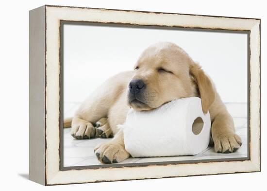 Yellow Labrador Puppy Asleep on Toilet Roll, 9 Weeks-null-Framed Premier Image Canvas