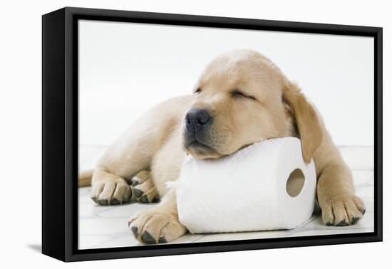 Yellow Labrador Puppy Asleep on Toilet Roll, 9 Weeks-null-Framed Premier Image Canvas