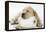 Yellow Labrador Puppy Asleep on Toilet Roll, 9 Weeks-null-Framed Premier Image Canvas