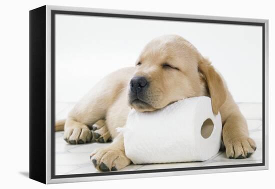 Yellow Labrador Puppy Asleep on Toilet Roll, 9 Weeks-null-Framed Premier Image Canvas