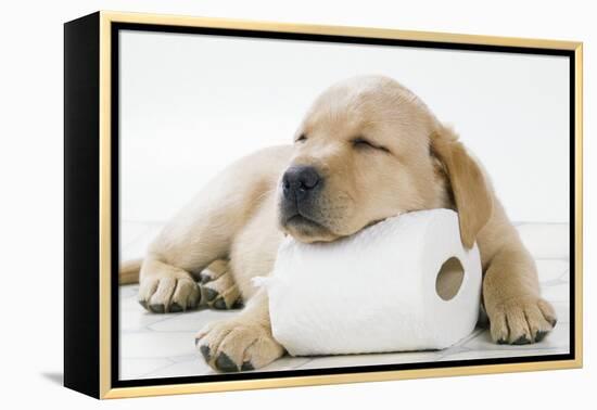 Yellow Labrador Puppy Asleep on Toilet Roll, 9 Weeks-null-Framed Premier Image Canvas