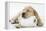 Yellow Labrador Puppy Asleep on Toilet Roll, 9 Weeks-null-Framed Premier Image Canvas