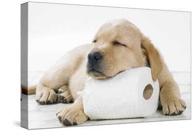 labrador canvas wall art