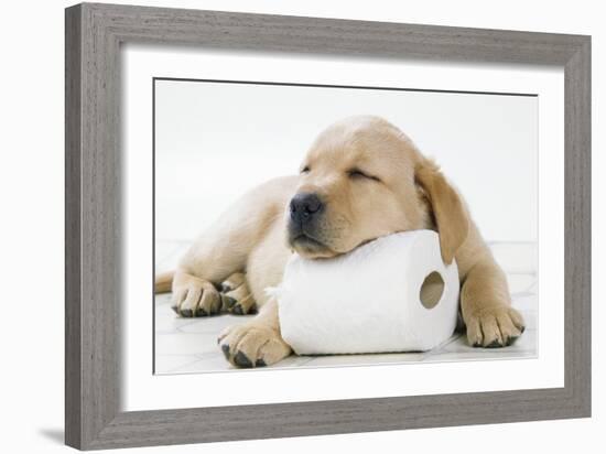 Yellow Labrador Puppy Asleep on Toilet Roll, 9 Weeks-null-Framed Premium Photographic Print