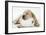 Yellow Labrador Puppy Asleep on Toilet Roll, 9 Weeks-null-Framed Premium Photographic Print