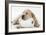 Yellow Labrador Puppy Asleep on Toilet Roll, 9 Weeks-null-Framed Premium Photographic Print