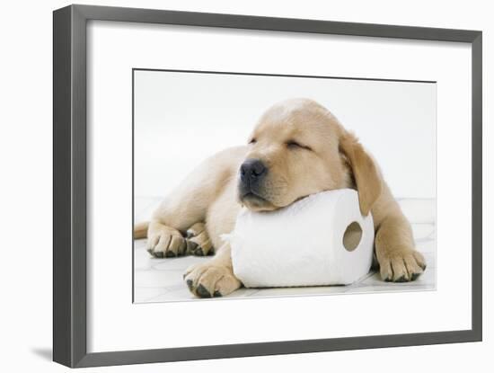 Yellow Labrador Puppy Asleep on Toilet Roll, 9 Weeks-null-Framed Premium Photographic Print