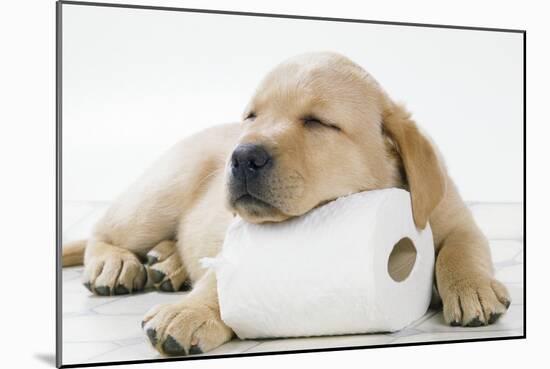 Yellow Labrador Puppy Asleep on Toilet Roll, 9 Weeks-null-Mounted Premium Photographic Print