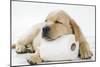 Yellow Labrador Puppy Asleep on Toilet Roll, 9 Weeks-null-Mounted Premium Photographic Print