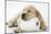 Yellow Labrador Puppy Asleep on Toilet Roll, 9 Weeks-null-Mounted Premium Photographic Print