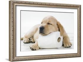 Yellow Labrador Puppy Asleep on Toilet Roll, 9 Weeks-null-Framed Photographic Print