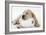 Yellow Labrador Puppy Asleep on Toilet Roll, 9 Weeks-null-Framed Photographic Print