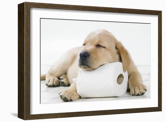 Yellow Labrador Puppy Asleep on Toilet Roll, 9 Weeks--Framed Photographic Print