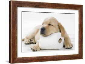 Yellow Labrador Puppy Asleep on Toilet Roll, 9 Weeks-null-Framed Photographic Print