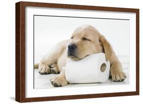 Yellow Labrador Puppy Asleep on Toilet Roll, 9 Weeks-null-Framed Photographic Print