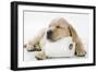 Yellow Labrador Puppy Asleep on Toilet Roll, 9 Weeks-null-Framed Photographic Print