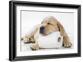Yellow Labrador Puppy Asleep on Toilet Roll, 9 Weeks-null-Framed Photographic Print