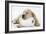 Yellow Labrador Puppy Asleep on Toilet Roll, 9 Weeks-null-Framed Photographic Print