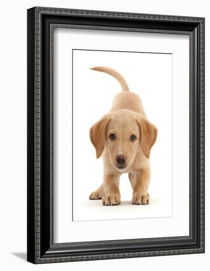 Yellow Labrador puppy, playful posture-Mark Taylor-Framed Photographic Print