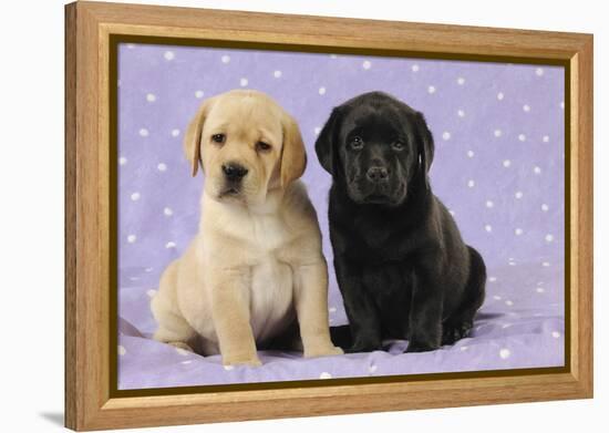 Yellow Labrador Puppy Sitting Next to a Black-null-Framed Premier Image Canvas